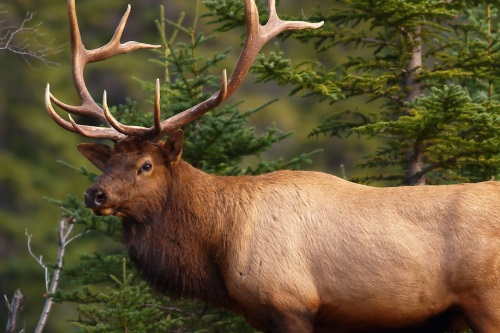 Evening Wildlife Safari 